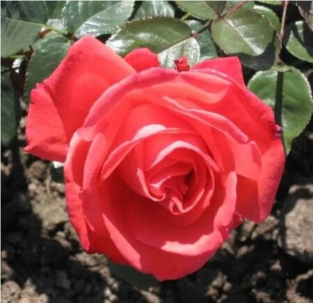 Rose Superstar
