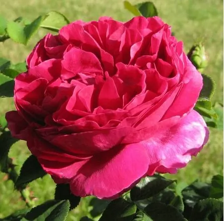 Buy Rosa 'Othello' (Floribunda Rose) online from Jacksons Nurseries.