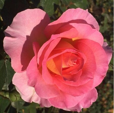 Buy Rose 'Pink Favourite' (Hybrid Tea) online from Jacksons Nurseries