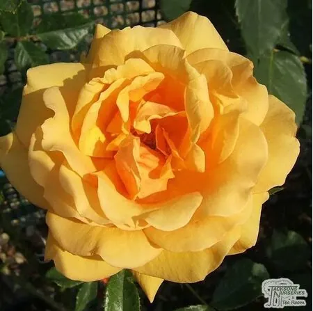 Buy Rose 'Simply the Best'(Standard, 90-120cm stem) online from Jacksons Nurseries
