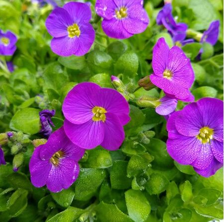 Aubrieta gracilis 'Kitte Blue'