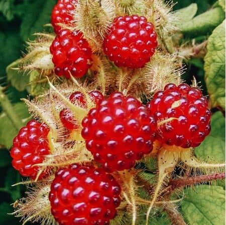 Buy Japanese Wineberry online from Jacksons Nurseries.
