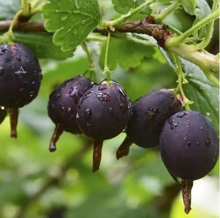 Buy Jostaberry online from Jacksons Nurseries.
