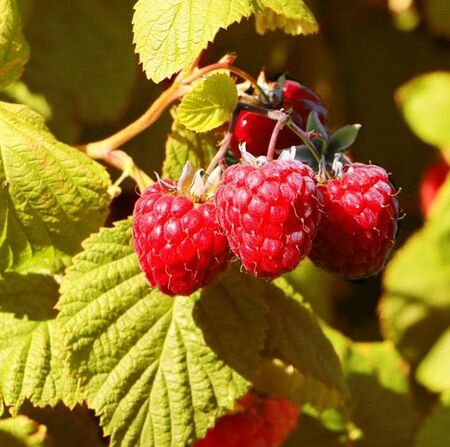 Raspberry Groovy