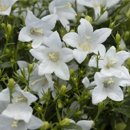 Campanula White Baby