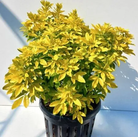 Buy Choisya ternata Sundance (Mexican Orange Blossom) online from Jacksons Nurseries