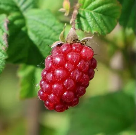 Tayberry Medana