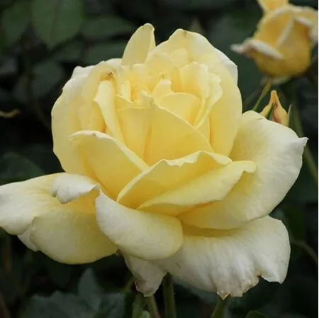 Buy Rosa 'Casino' (Rambling Rose) online from Jacksons Nurseries