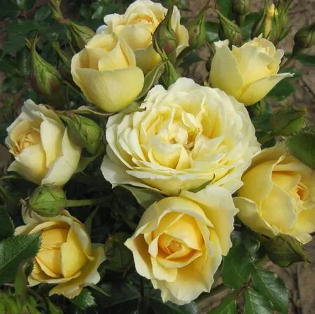 Buy Rosa 'Sweet Memories' (Patio Rose) online from Jacksons Nurseries