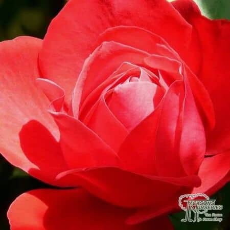 Buy Rosa 'Ruby Anniversary' (Patio Rose) online from Jacksons Nurseries