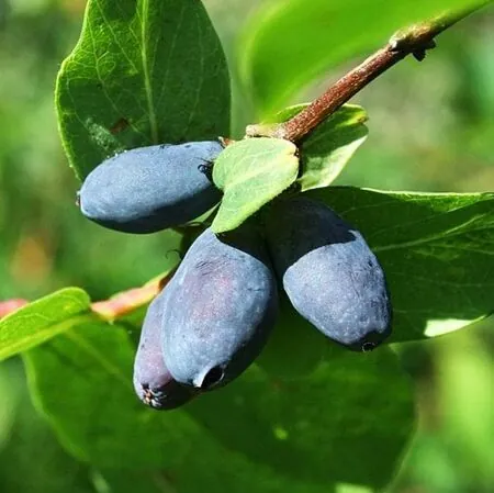 Honeyberry Blue Treasure