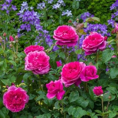 Rose James L Austin