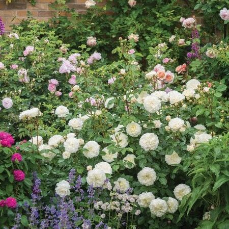 Rose 'Tranquillity' (David Austin Shrub Rose)