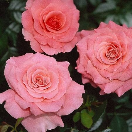Buy Rose 'Pink Favourite' (Hybrid Tea) online from Jacksons Nurseries