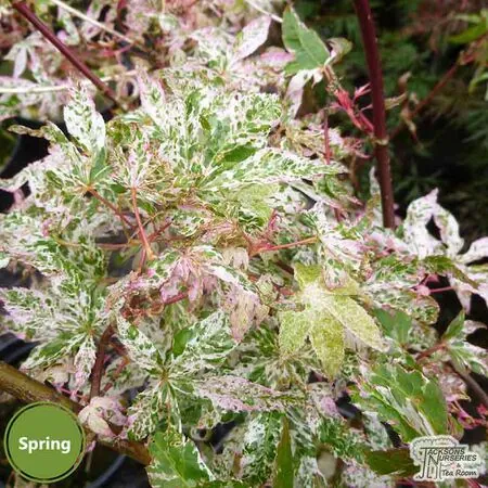 Buy Acer palmatum Ukigumo online from Jacksons Nurseries