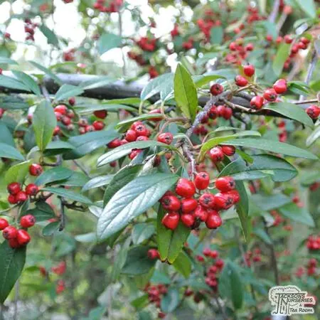 Buy Cotoneaster Hybridus Pendulus (Cotoneaster) online from Jacksons Nurseries
