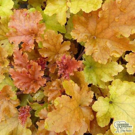Heuchera Marmalade 9