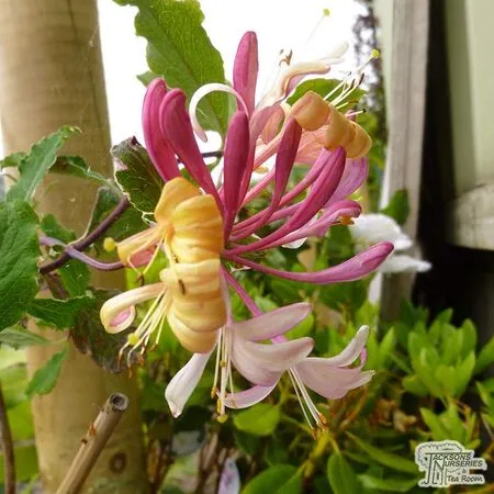 Buy Lonicera x italica Harlequin online from Jacksons Nurseries