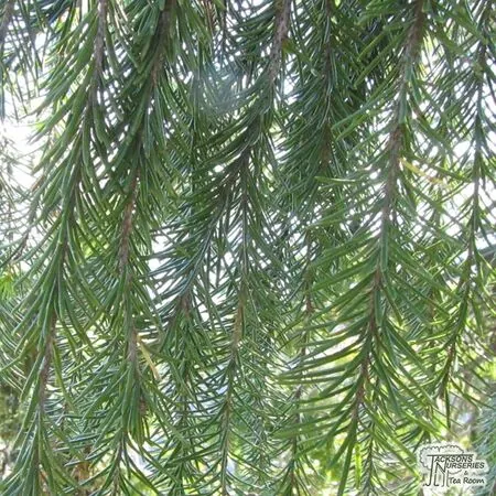 Buy Picea breweriana online from Jacksons Nurseries