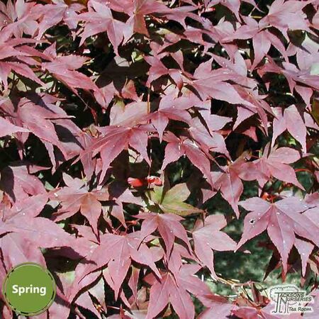 Buy Acer palmatum Atropurpurea (Japanese Maple) online from Jacksons Nurseries