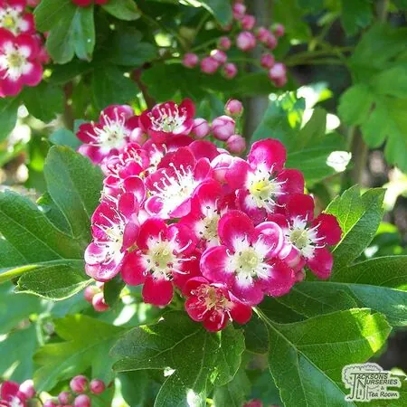 Buy Crataegus laevigata Crimson Cloud (Hawthorn Crimson Cloud) online from Jackson's Nurseries.