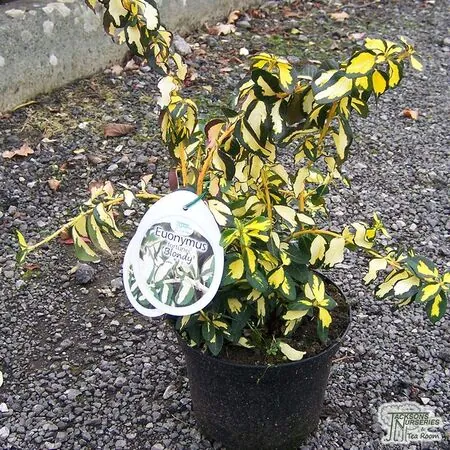 Buy Euonymus fortunei Blondy 'Interbolwi'(Evergreen Bittersweet) online from Jacksons Nurseries