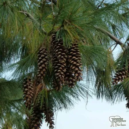 Buy Pinus wallichiana online from Jacksons Nurseries