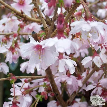 Buy Prunus incisa Mikinori (Japanese Cherry) online from Jacksons Nurseries