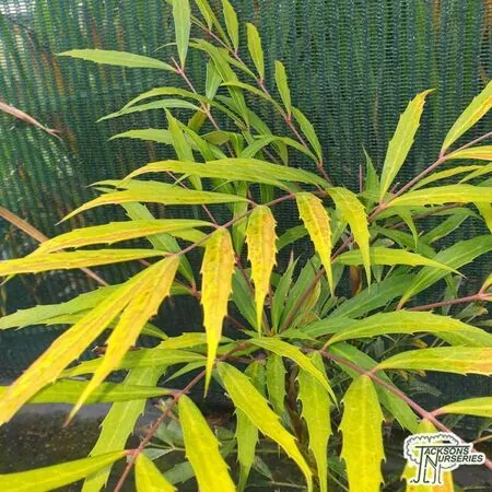 Buy Mahonia eurybracteata (sweet winter) in the UK