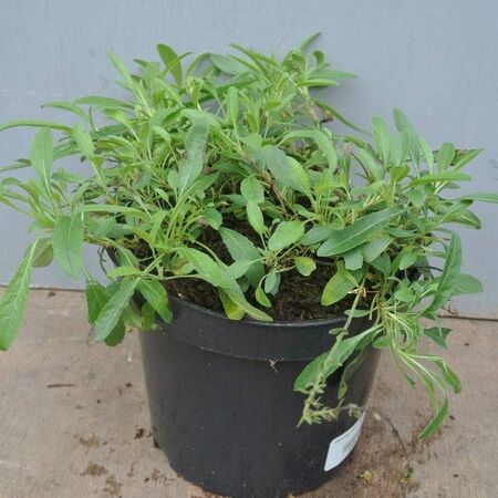 Buy Veronica 'Inspire Blue' (Speedwell) online from Jacksons Nurseries.