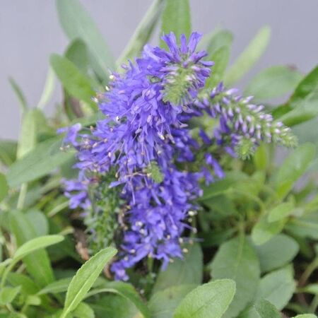 Buy Veronica 'Inspire Blue' (Speedwell) online from Jacksons Nurseries.