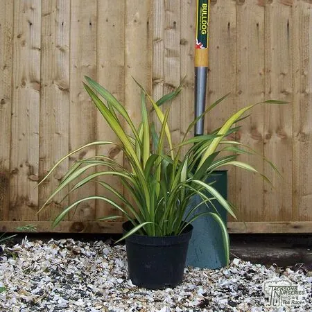 Buy Phormium Yellow Wave (New Zealand Flax) online from Jacksons Nurseries