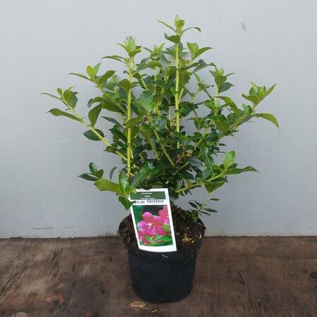 Buy Escallonia Crimson Spire (Escallonia) online from Jacksons Nurseries.