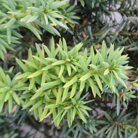 Buy Taxus baccata Fastigiata Robusta (Irish Yew) online from Jacksons Nurseries.