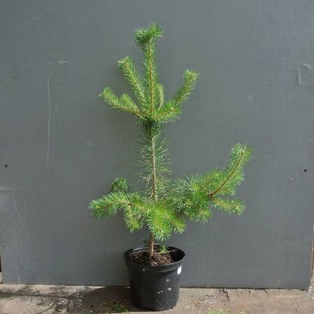 Buy Pinus sylvestris (Scots Pine) online from Jacksons Nurseries.