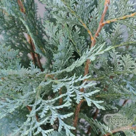 Buy Chamaecyparis lawsoniana 'Pelt's Blue' (False Cypress) online from Jacksons Nurseries.