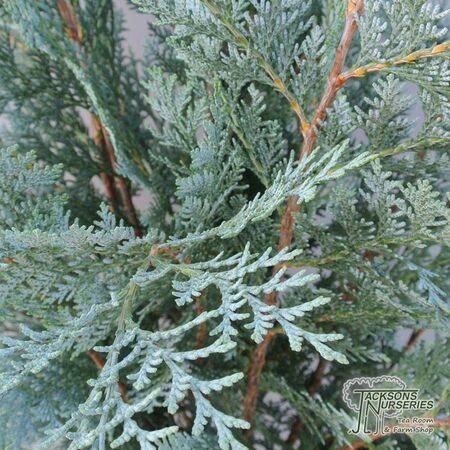 Buy Chamaecyparis lawsoniana 'Pelt's Blue' (False Cypress) online from Jacksons Nurseries.