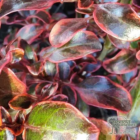 Buy Coprosma 'Inferno' (Mirror Plant) online from Jackson's Nurseries.