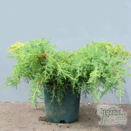 Buy Juniperus media gold star online from Jacksons Nurseries.
