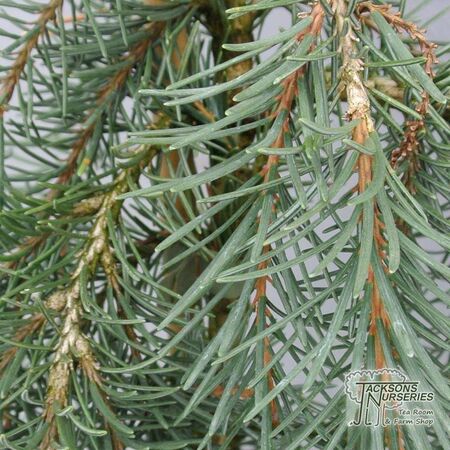 Buy Picea breweriana (Brewer's Weeping Spruce) online from Jacksons Nurseries.