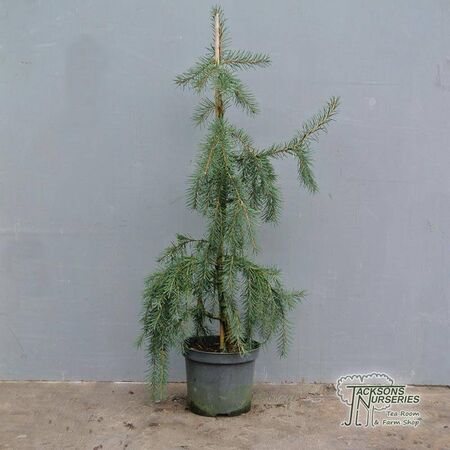 Buy Picea breweriana (Brewer's Weeping Spruce) online from Jacksons Nurseries.