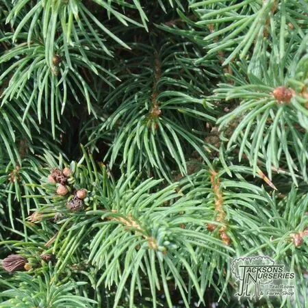 Buy Picea glauca var. albertiana 'Conica' (White Spruce) online from Jacksons Nurseries.