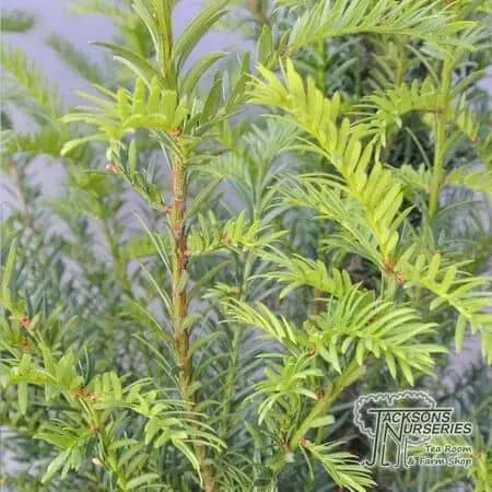 Buy yew hedging plants online from Jacksons Nurseries.