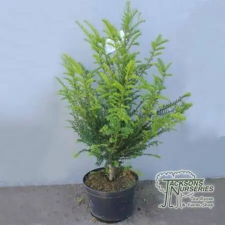 Buy yew hedging plants online from Jacksons Nurseries.