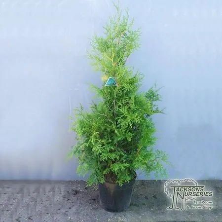 Buy Thuja occidentalis Brabant online from Jacksons Nurseries.