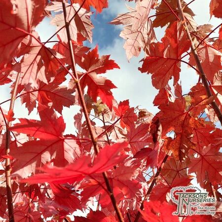 Buy Acer x freemanii 'Autumn Blaze'(Jeffersred) (Freemans Maple) online from Jacksons Nurseries.