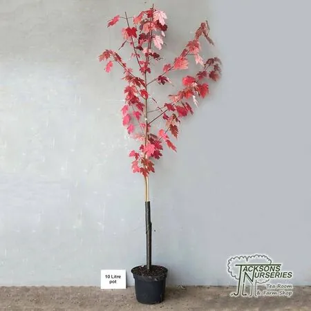 Buy Acer x freemanii 'Autumn Blaze'(Jeffersred) (Freemans Maple) online from Jacksons Nurseries.