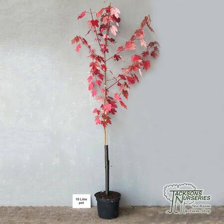 Buy Acer x freemanii 'Autumn Blaze'(Jeffersred) (Freemans Maple) online from Jacksons Nurseries.