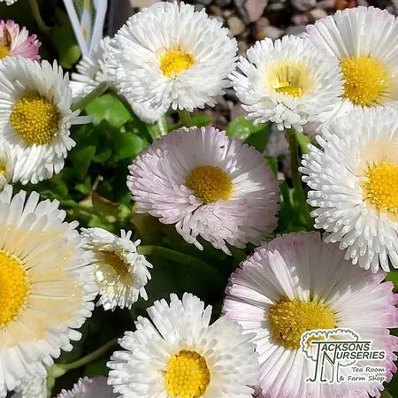 Buy Bellis White  online from Jackson's Nurseries.