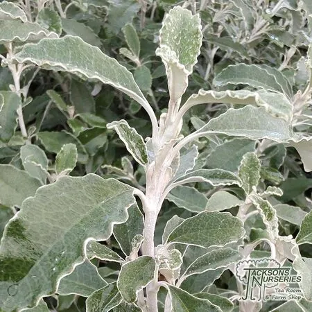 Brachyglottis 'silver waves' (Ragwort) online from Jacksons Nurseries.